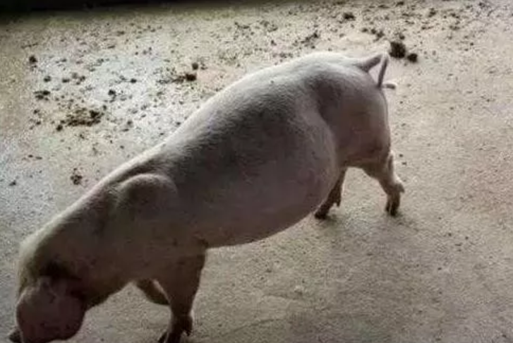 关于母猪胀气最全的综合防治,值得收藏!