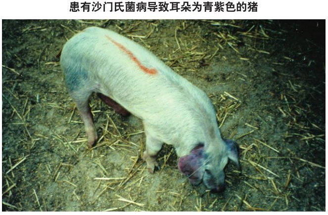 图 6当大量的猪突然死亡时,应考虑可能中毒.