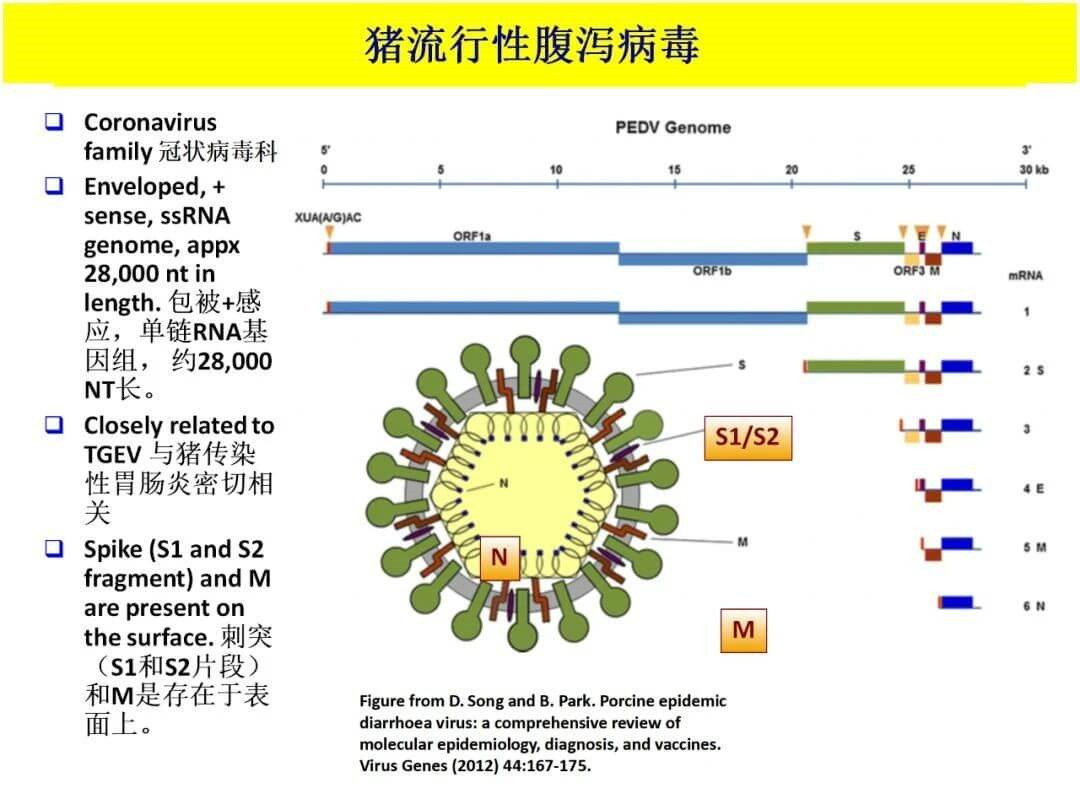 养殖场员工感染新冠病毒应如何应急处理从ped中学到的知识适用于covid