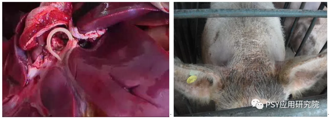 母猪进入产房,如若没有做好驱虫工作,其体内和体外感染的寄生虫都会