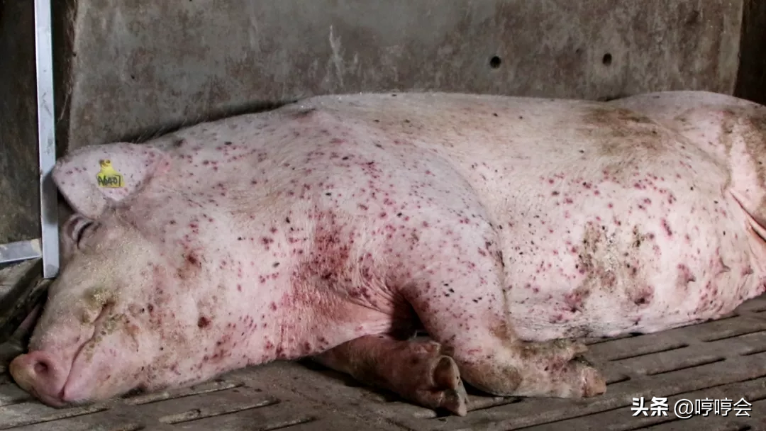 猪只被咬得遍体鳞伤,严重者可导致红肿,贫血等症状