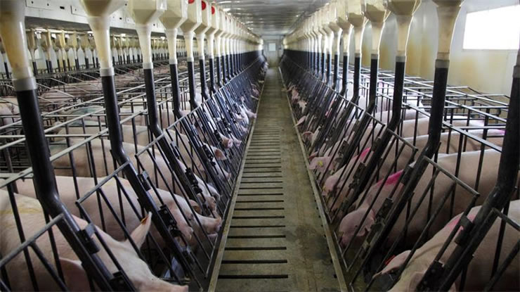 中国建成全球最大养猪场究竟如何做到年产量210万头