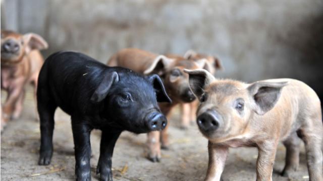 猪饲料如何均衡搭配猪才能长得快？猪饲料搭配的原则