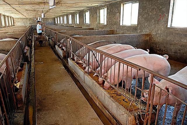 麸皮养猪过程中除了饲喂还能起到什么作用？