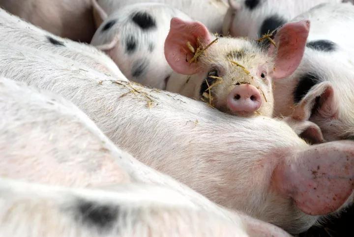 中国超越美国，建全球最大的中国养猪场，规模是美国的十倍