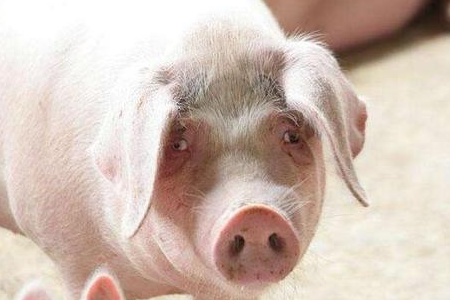 不同品系猪存在一定的差距，如何区分各大品系猪？