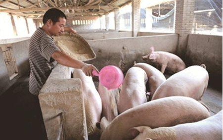 猪咳嗽气喘是一种可以通过空气传播传染的疾病，一旦发病控制不好会秧及全群甚至整个猪场，要用很多药才能控制，用药时间长，成本高且病情容易反复，影响猪只生长