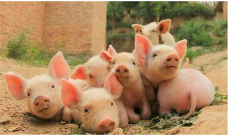 猪价连涨重回成本线 畜牧业向高质量发展转型