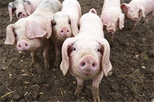 上半年巨头养猪全面亏损，温氏净利预降50%，牧原二季度亏2亿