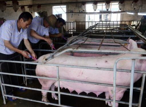 掌握夏季各阶段母猪饲养管理要点，轻松过夏！