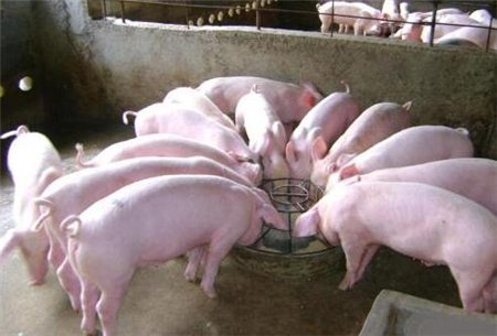 猪场育肥猪饲养管理的几个要点，养猪人你都掌握了吗！