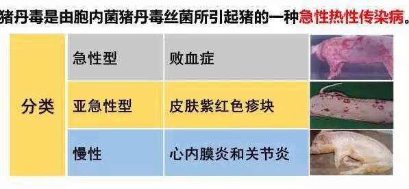 猪丹毒再杀“回马枪”，华中、华东、东北位居前三甲！