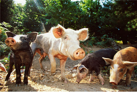 养猪场引种“严管五步走”，引进健康高产母猪的5个关键要点！
