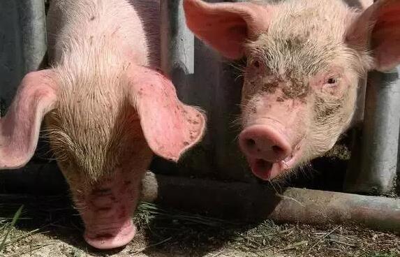 猪价上涨，养猪户们到底该不该卖猪呢？专家是这样说的！