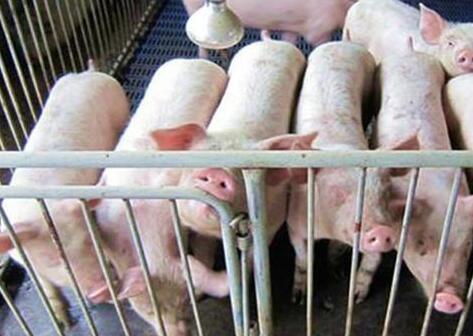猪价上涨力度增大，破“8”节奏加快？养殖户仍需注意这2点！