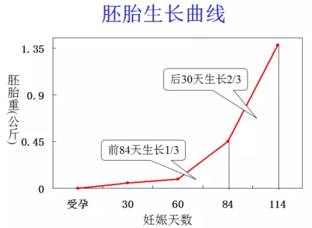 【技术】超实用的母猪攻胎技术，重点在这四点！