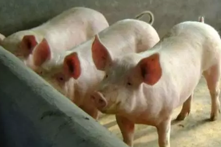 卡美如是说，中国式养猪存在的五大问题
