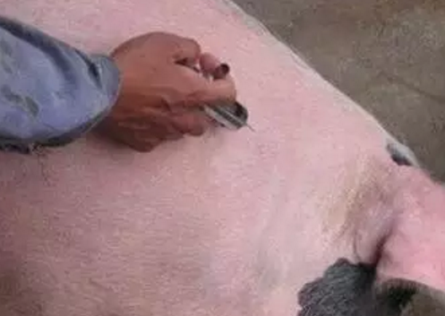猪好多