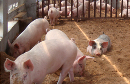 夏季猪场科学管理的综合措施