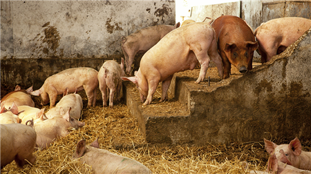 猪场厂长都在疯传的猪病防治黄金法则！