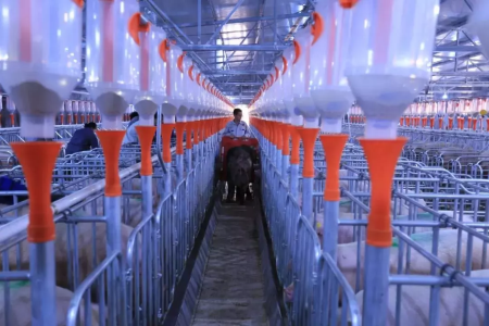 营养免疫！正大康地再次掀起中国养猪业革命