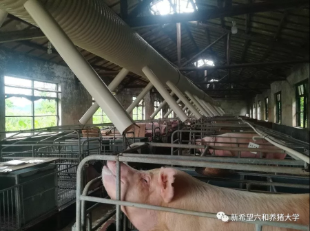 夏季产房配一个“小空调”，21日龄断奶母猪采食量能达5.8kg