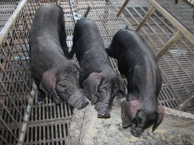 缅甸一地区爆发猪瘟 已有13头猪患病死亡