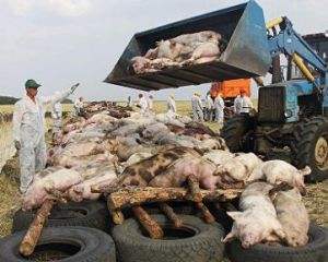 罗马尼亚非洲猪瘟疫情严峻