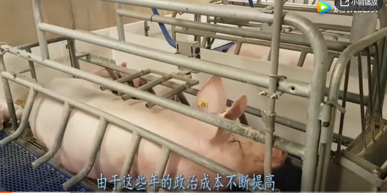 猪农的压力要增加，上半年猪价一跌再跌，下半年禁养来袭
