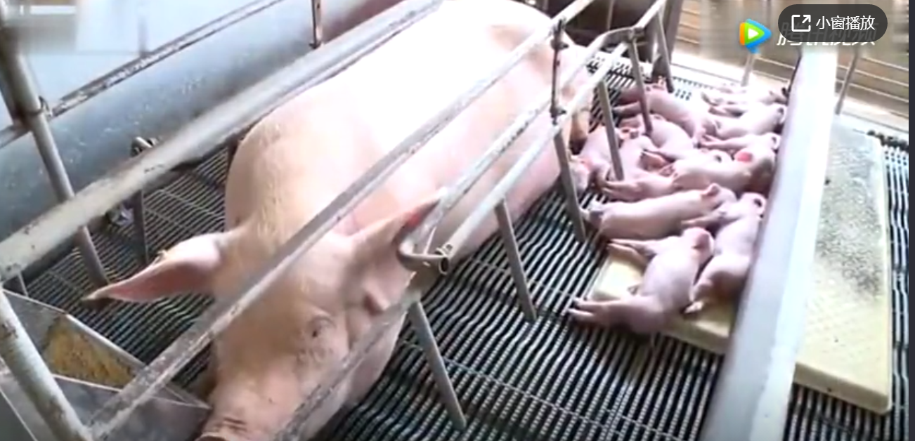 美国高级生猪饲养技术，看看人家老外怎么养猪的