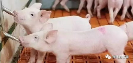 猪场牛人分享“三天”管理法则，让你养猪更轻松！