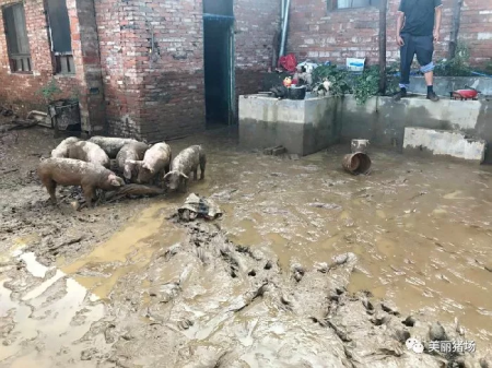 凌晨暴雨引发洪水 养猪场一百多头猪被冲走