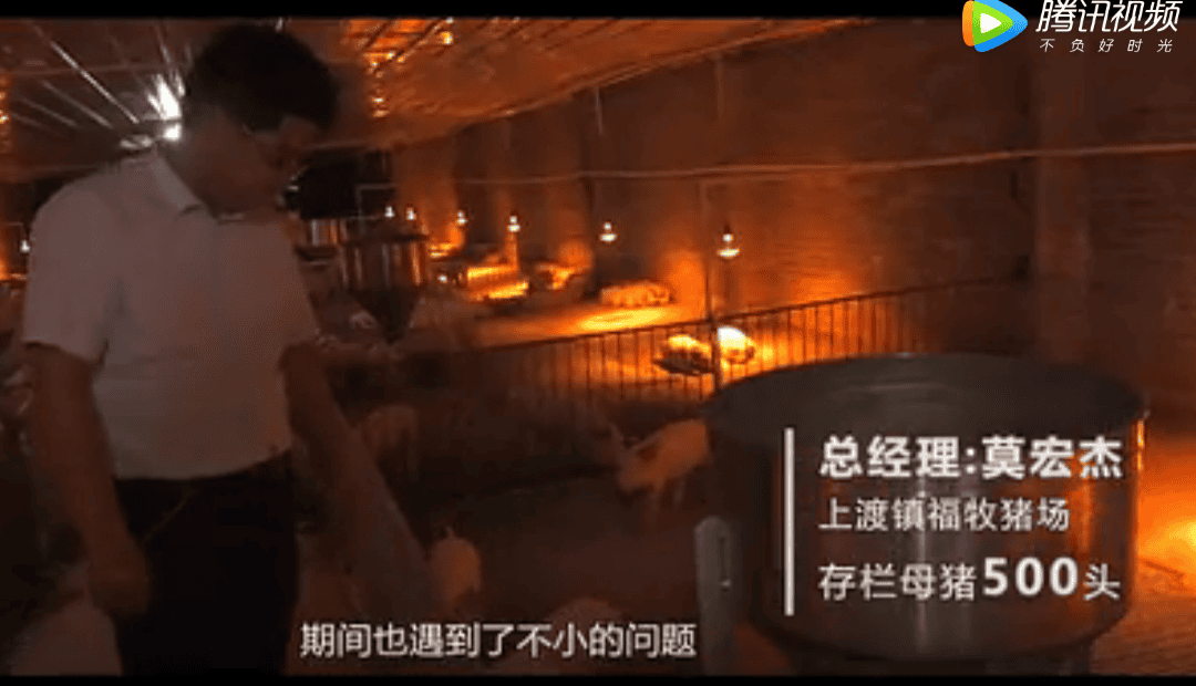 养猪10年的我，为自己的仔猪代言！养仔猪我就是这么自信！