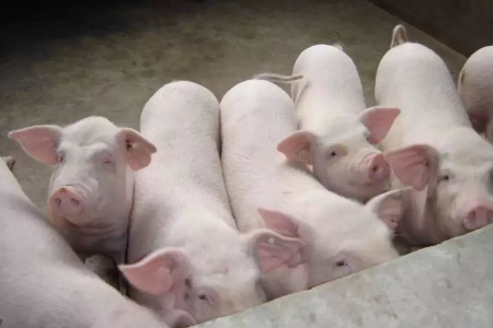 西班牙生猪屠宰量超其人口数量，政府承诺大力整顿肉类行业