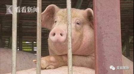 转运829头未经检疫生猪，溧阳一养殖场被罚8.9万余元