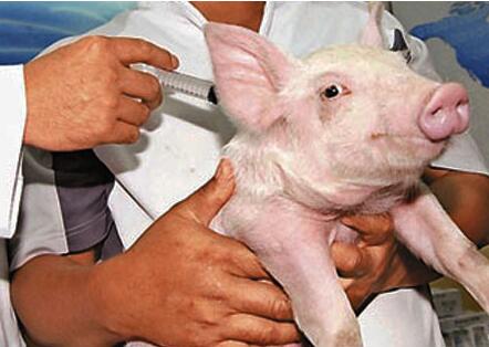 从4个方面预防猪对疫苗过敏现象