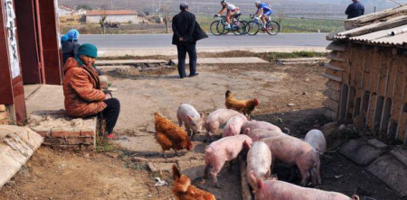 非洲猪瘟首现中国，猪肉会弯道超车跑赢香菜吗？