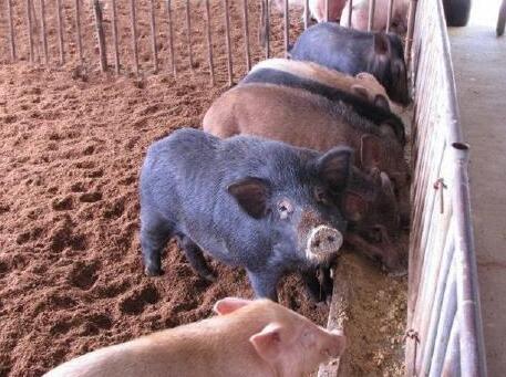 发酵床养猪猪场的建造，养殖户学会养猪无忧！