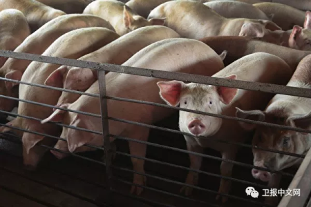 北京等12省市被列为非洲猪瘟高危地区