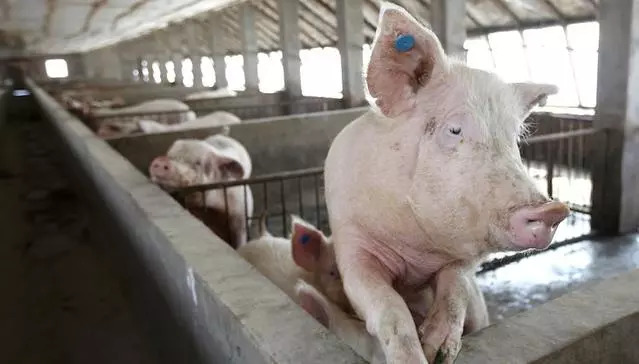 疫情影响猪市，农科院两位专家给养猪户的建议