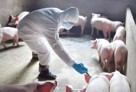 疫情发生时该不该禁止活猪跨省运输？