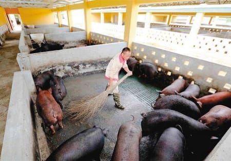 同样是在中国，为什么不同省份的猪价差距这么大？