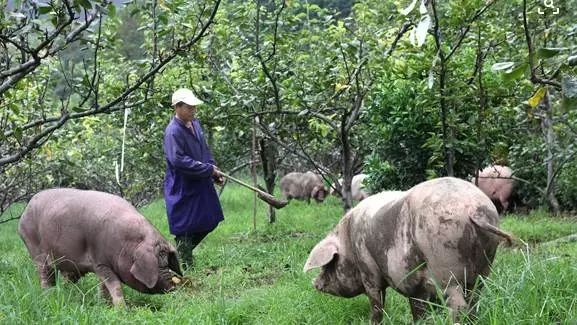 关于对种养大户采用农牧结合、种养循环模式给予奖补