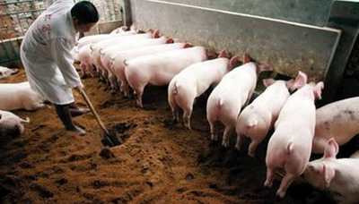 广东排查14万个养猪场严防疫情传入，均未发现非洲猪瘟