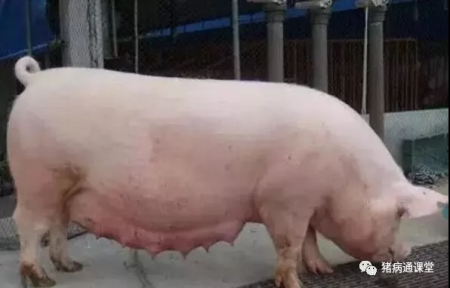 猪好多