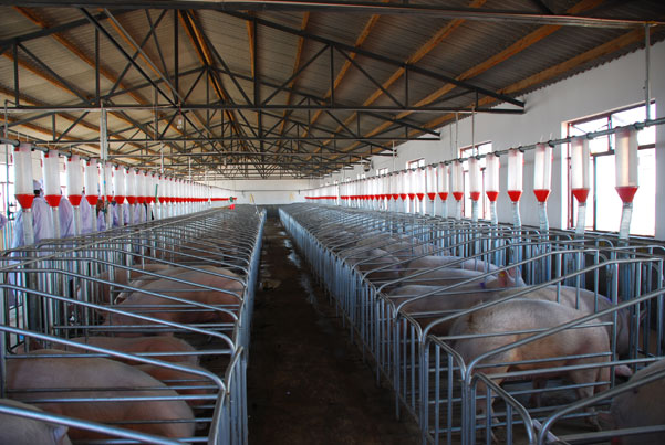 猪场如何由周批生产转型为三周批次生产（1）