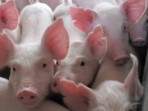 9月21日猪评：猪价小幅上涨，节日出栏增加，警惕局地下行风险！