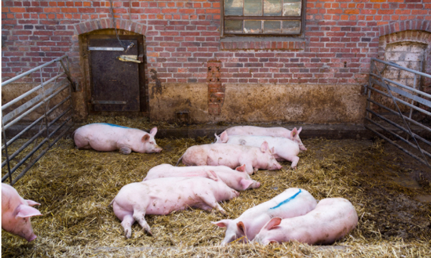 两家新三板公司回应非洲猪瘟对经营的影响