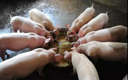 氟苯尼考在猪场中的妙用，养猪人怎样少花钱还效果好？