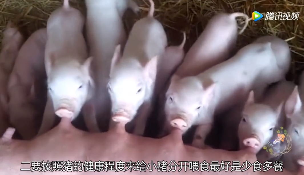 小猪断奶是很多养猪人都关心的话题，断奶小猪怎么喂才能不拉稀
